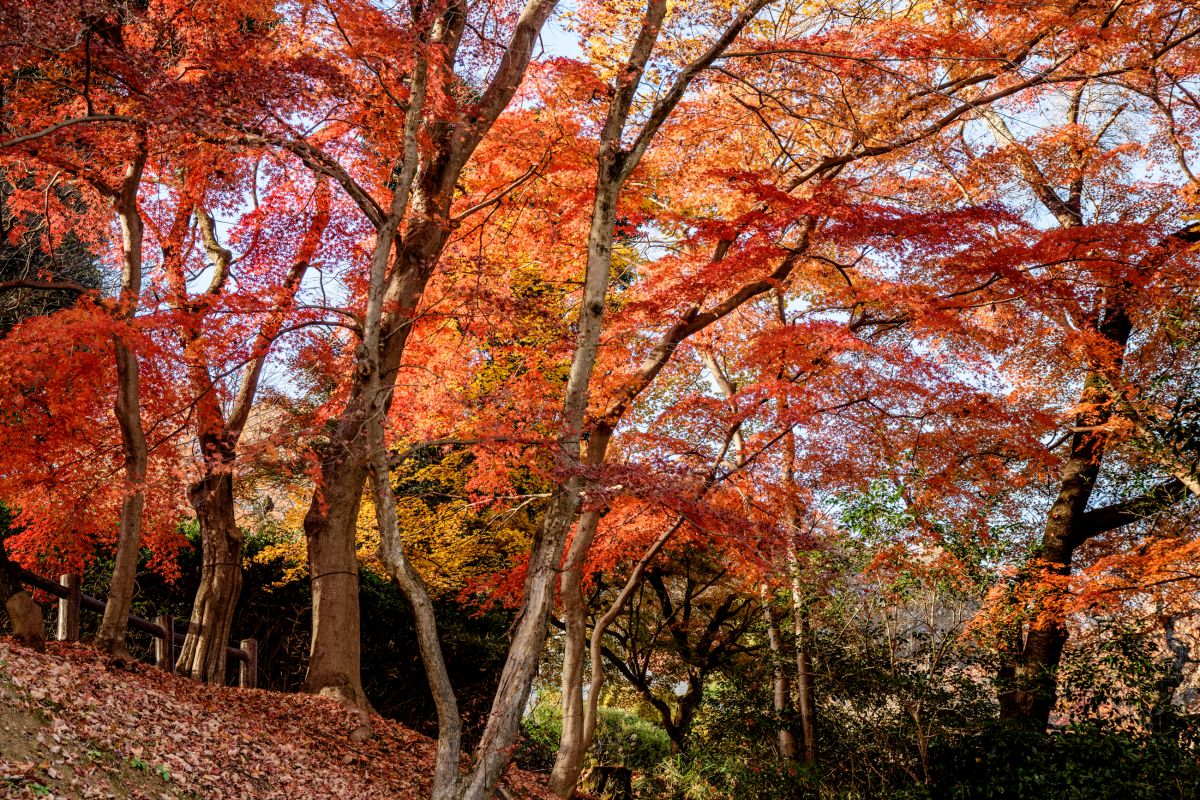 秩父音楽寺2024.12.05